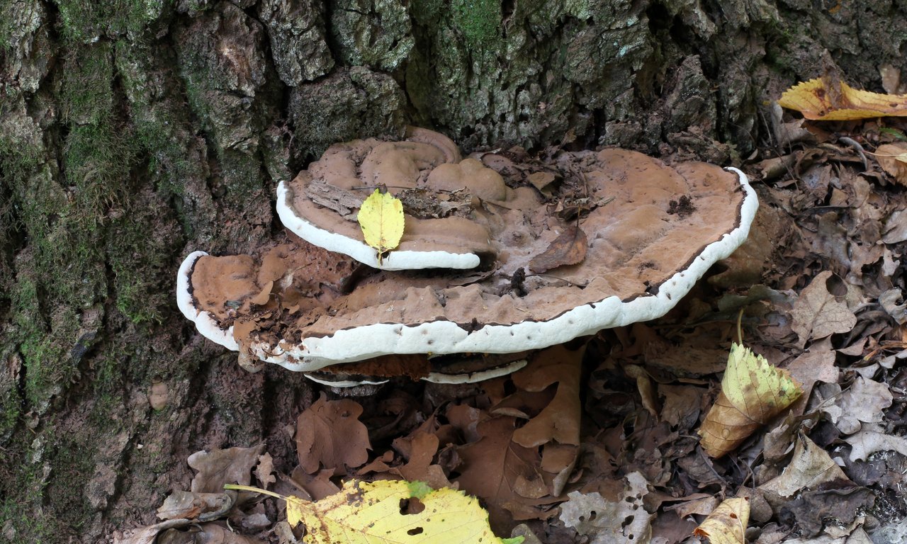 Abbildung Pilz