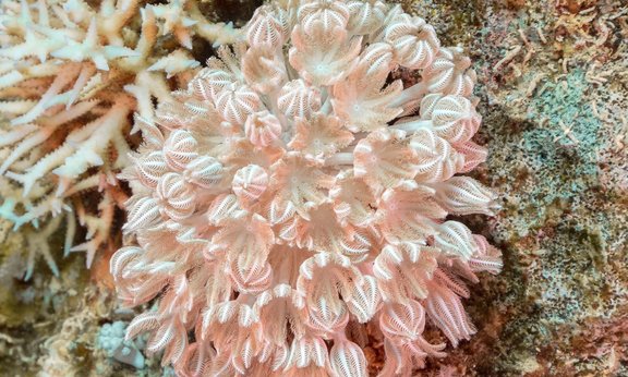 Foto einer rosafarbenen Koralle