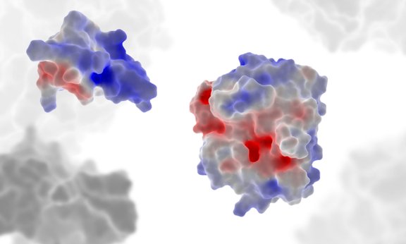 Grafische Darstellung zweier Proteine.