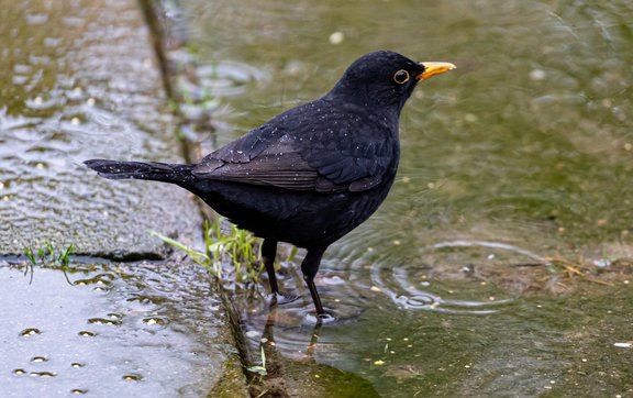 Amsel mit dem Beinen im Wasser