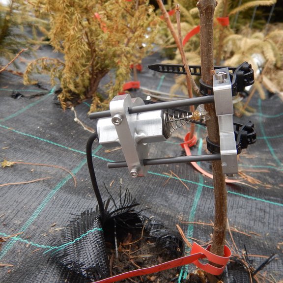 Junger Baum mit Sensor/Young tree with sensor