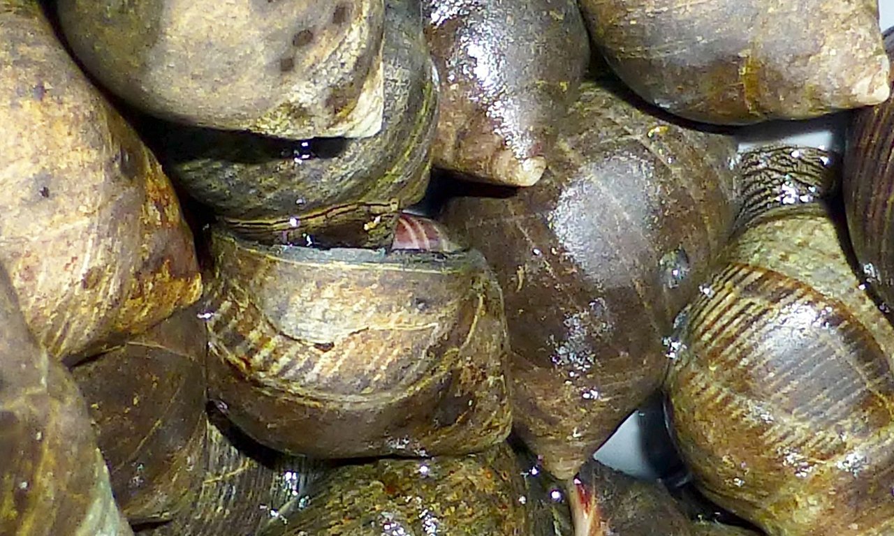 grosse_strandschnecke_littorina_littorea_1800x1080.jpg