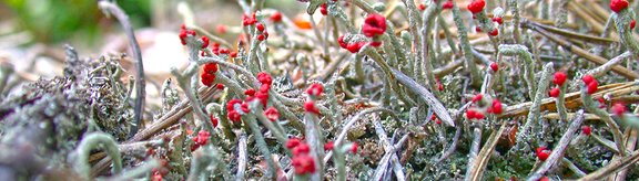 Cladonia