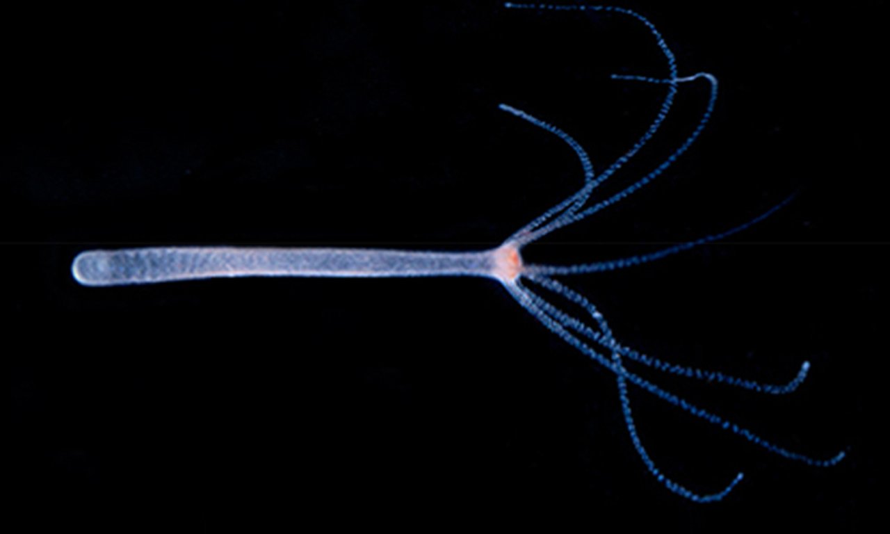 Der Süßwasserpolyp Hydra