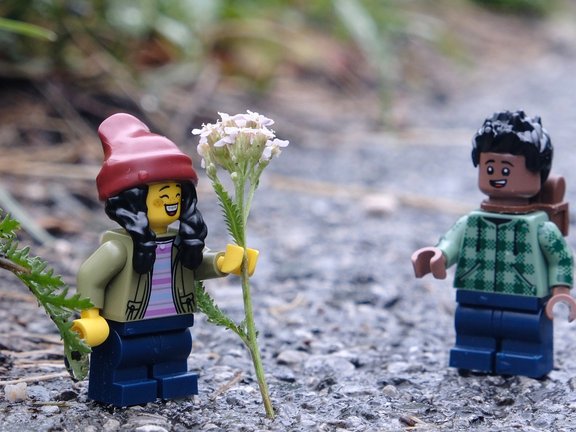 Blühende Kamillepflanzen