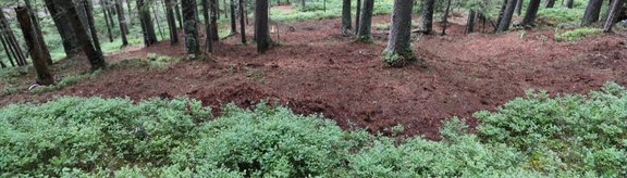 Used area for litter raking experiment. On the surface used for litter raking, the topsoil is exposed in a dark brown colour.
