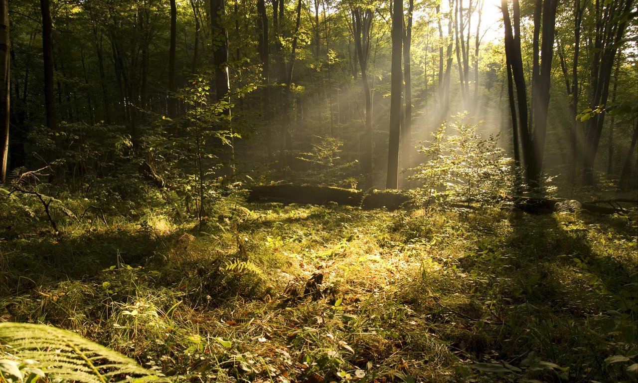Blick auf einen herbstlichen Wald