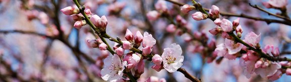 Kirschblüten