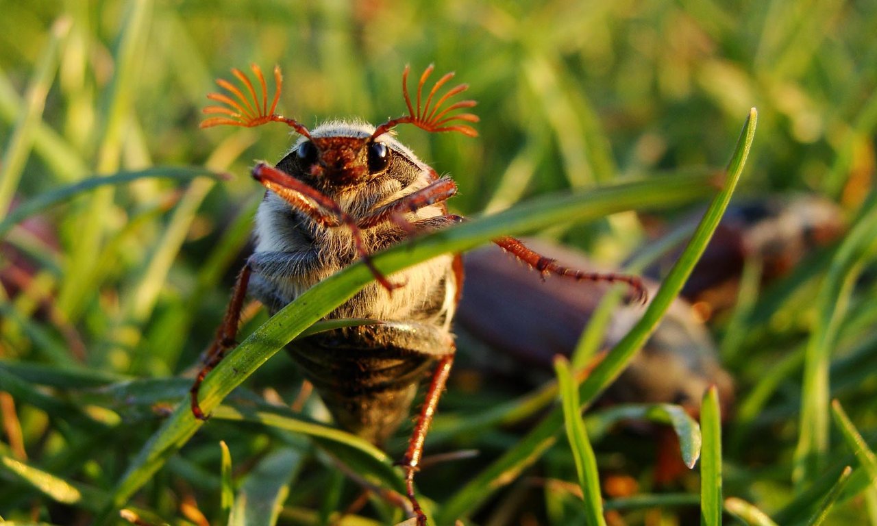 Maikäfer