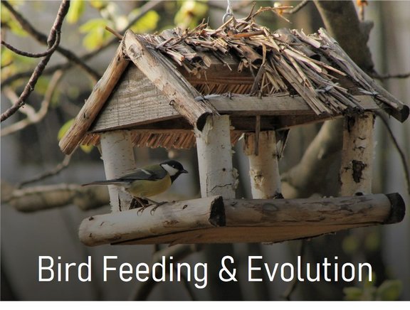 Project_bird_feeding