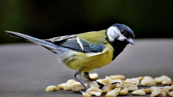 Great_tit_banner
