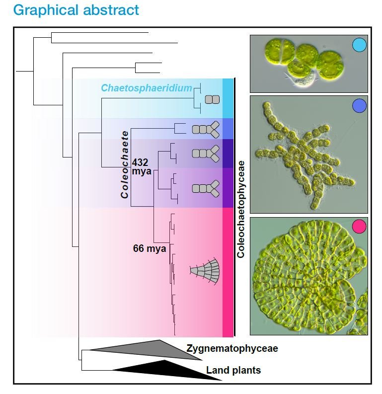 Grafischer Abstract der Publikation (Current Biology)