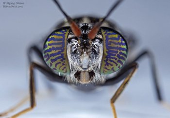 black soldier fly