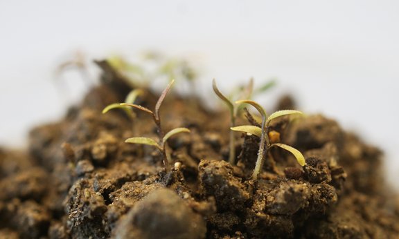 Seedlings in soil