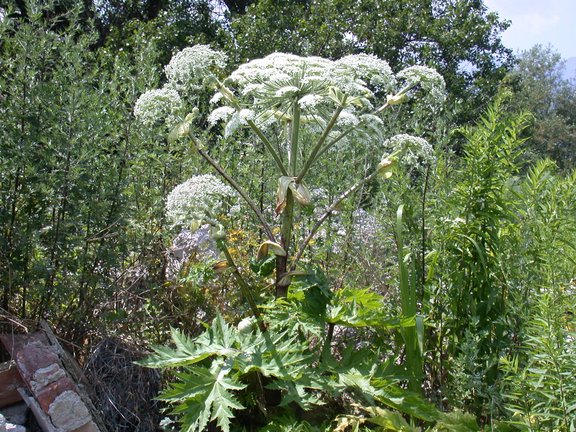 Blütenstand von Heracleum mantegazzianum