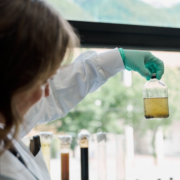 Scientist looking at a culture