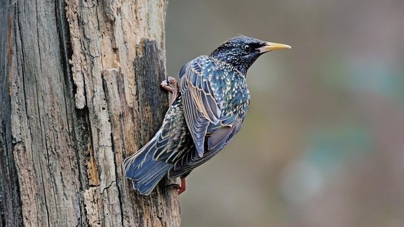 starling