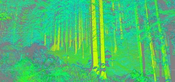 Visualisation of a forest raw point cloud