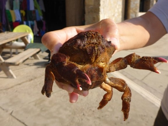 a student is holding a crab in his hands