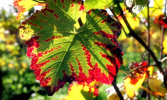 Herbstlich verfärbtes Blatt einer Weinrebe.