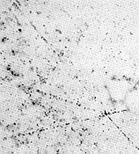 Auf Kernemulsionsplatten, die einige Wochen in 2300 m Hohe (Hafelekar) gelagert waren, fand Hertha Wambacher (Wien) 1937 sternartige Teilchenbahnen, die als Spuren einer Kernzertrümmerung durch die kosmischen Strahlung gedeutet wurden.