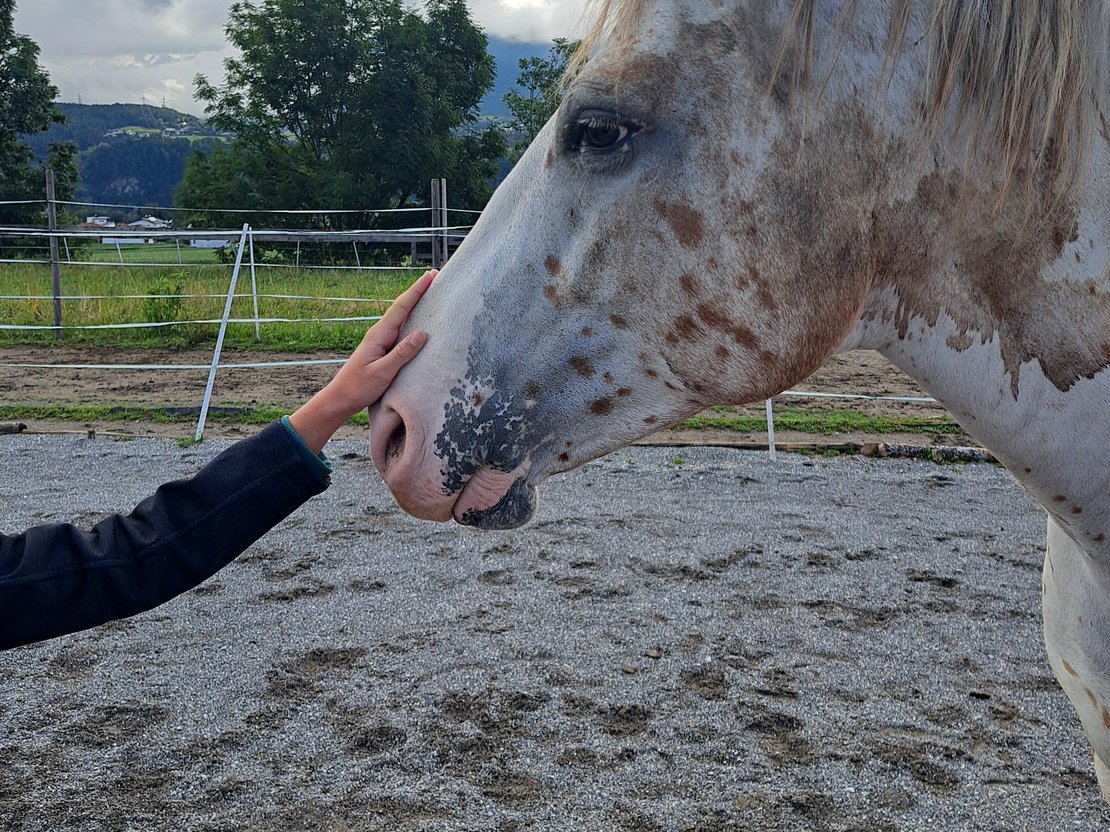 Kind streichelt Pferd