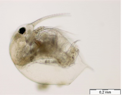 Kleinstlebewesen aus Planktonprobe