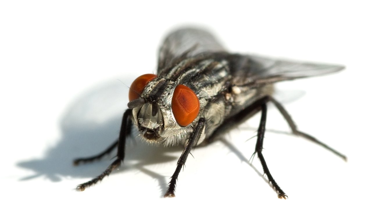 Hausfliege (Musca domestica)
