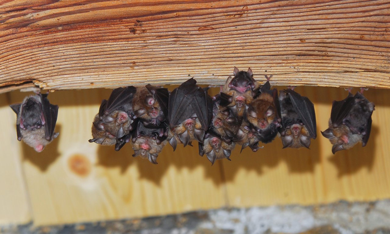 Mütter in Wochenstube, mit Jungen (Ohren nach oben)