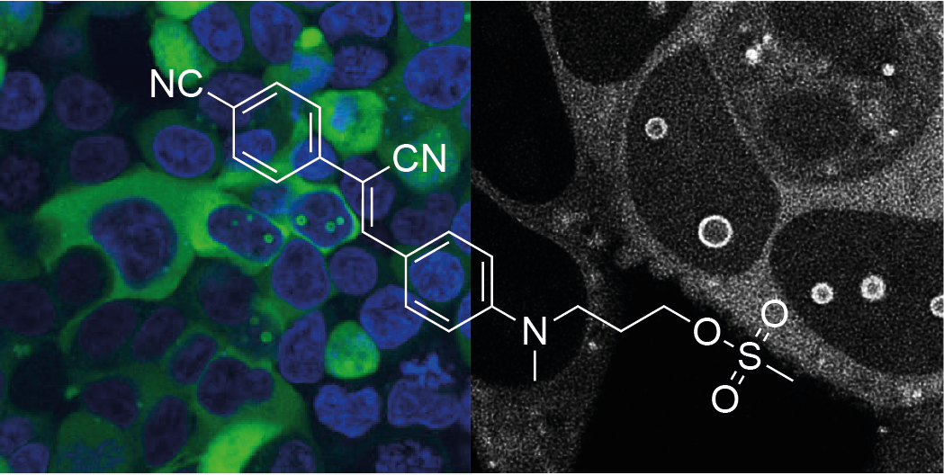 Two light microscope images of cells, with a chemical formula above.