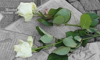 weiße-rose-neu