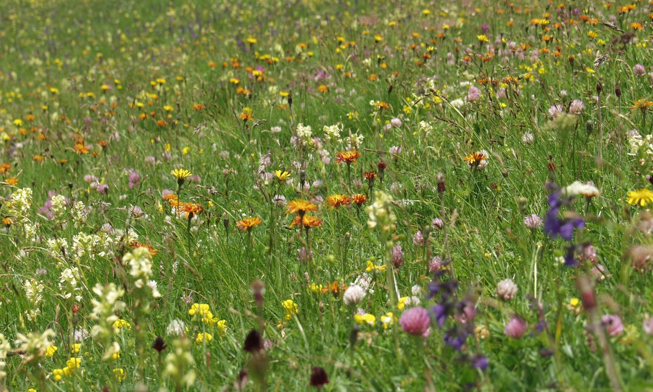 Biodiversität