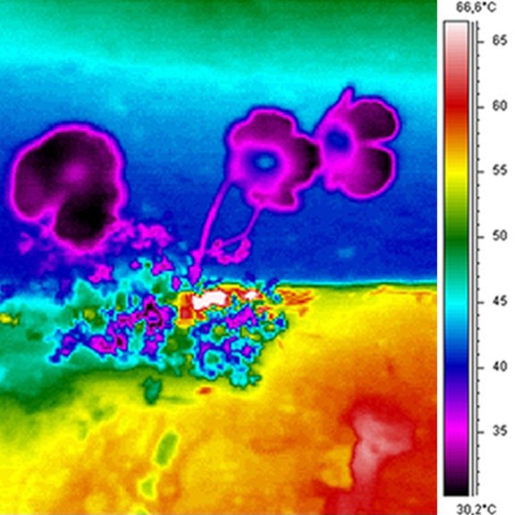 Infrared image of Papaver rhaeticum in the sun