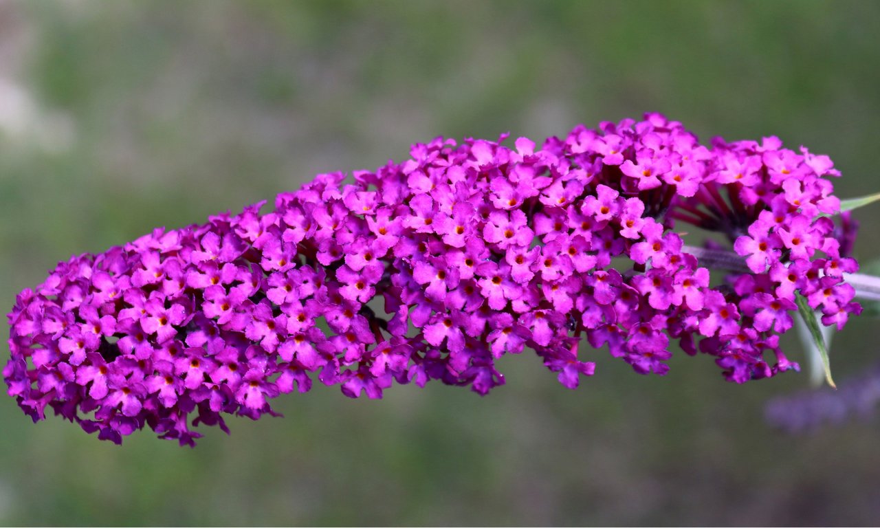 Sommerflieder