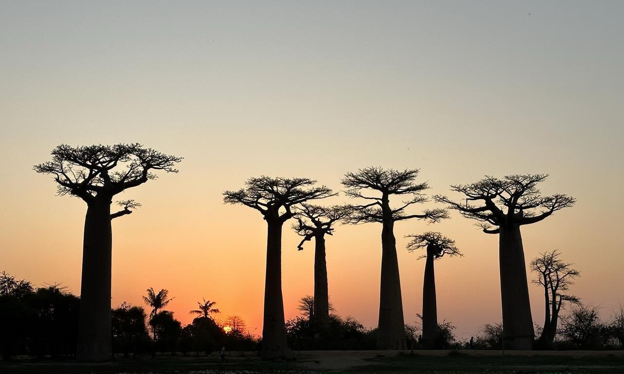 Mehrere Baobab-Bäume aus der Ferne, im Hintergrund rötliches Licht vom Sonnenuntergang.