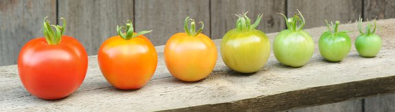Verschieden reife Tomaten von grün bis rot vor einer Holzwand