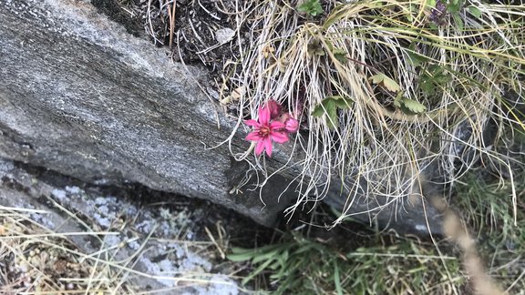 saxifrage flower in bloom