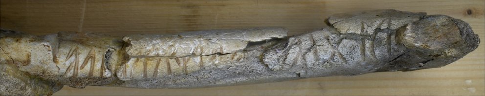 Detail Inschrift