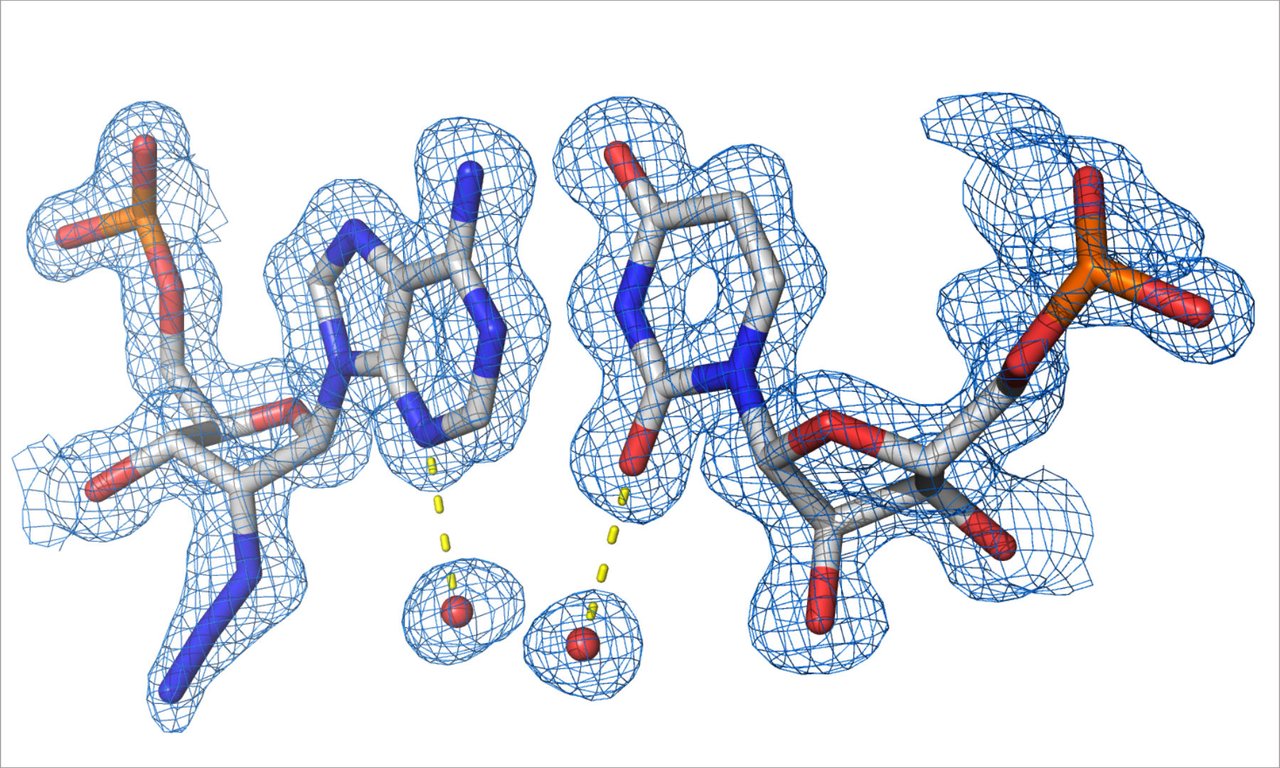 Schematische Darstellung einer Ribonukleinsäure (RNA)