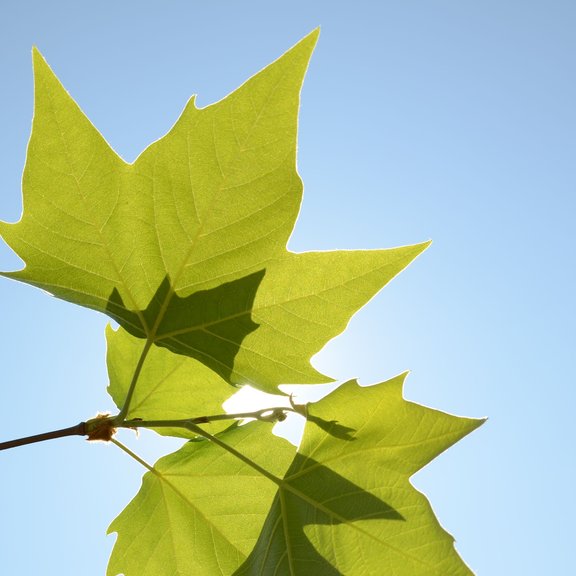 Blatt einer Platane/Leaf of a Sycamore tree