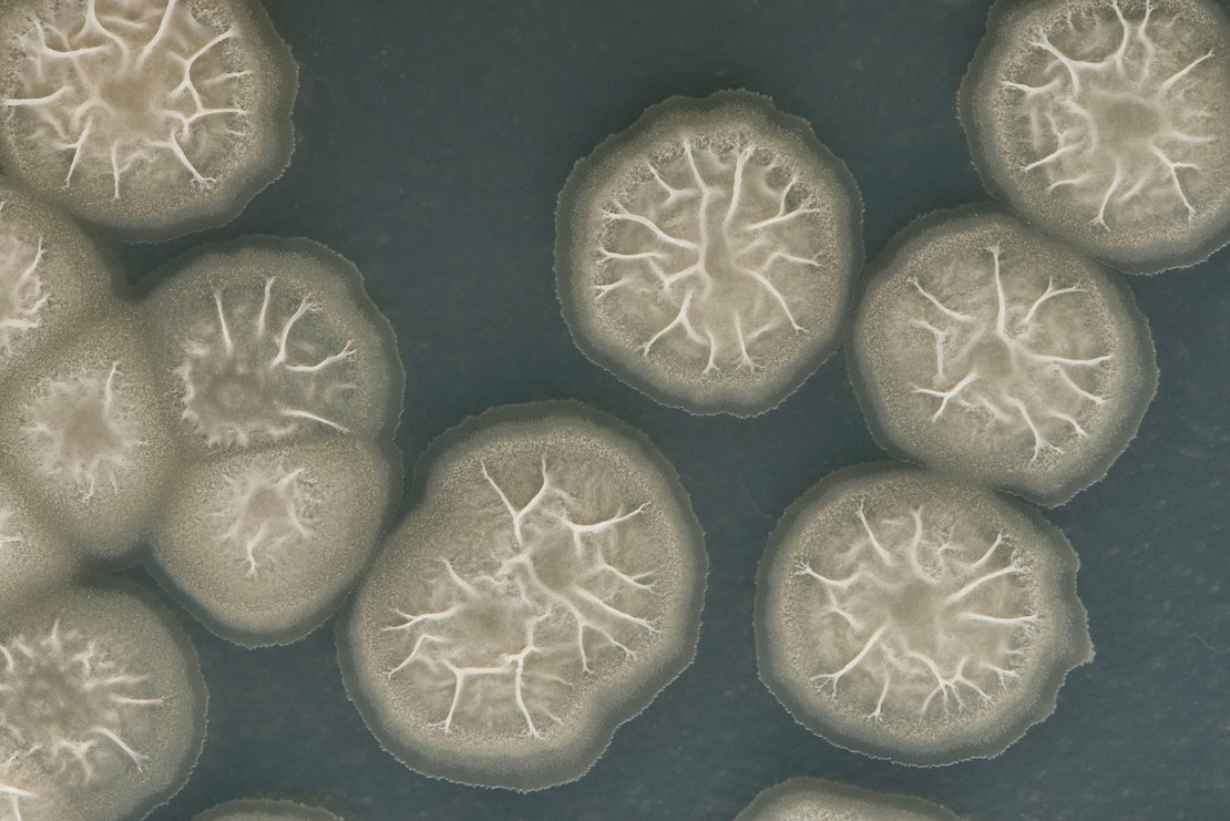 Abstrakte Kolonien von Penicillium-Pilzarten