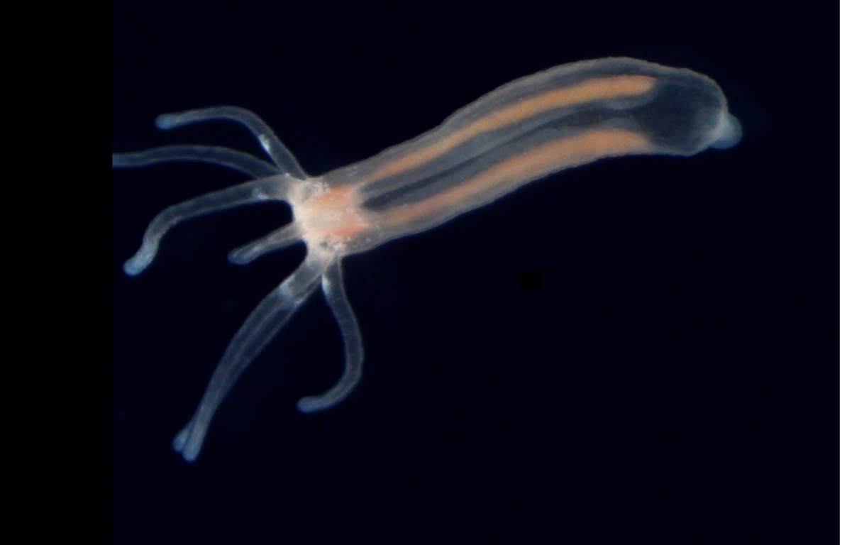 Bild der Seeanemone