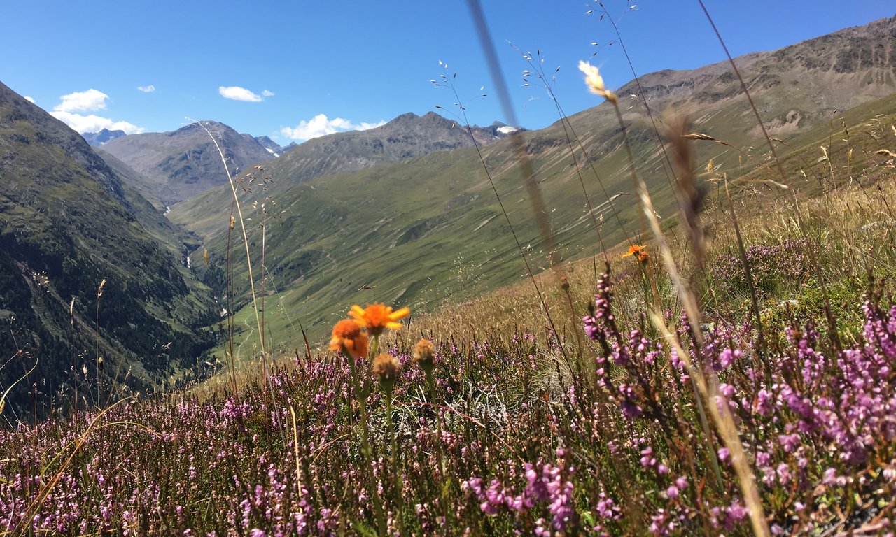 Alpine Wiese im Herbst, blauer Himmel im Hintergrund, Blumen und alpine Pflanzen im Vordergrund.