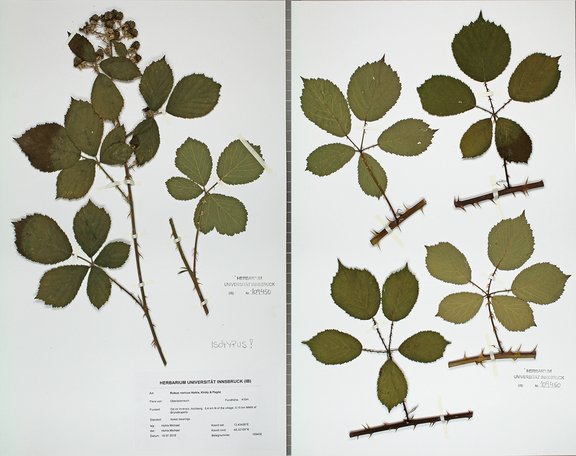 Der Herbarbeleg zeigt den Isotypus von Rubus noricus, eines 2021 neu beschriebenen Subendemiten Österreichs.