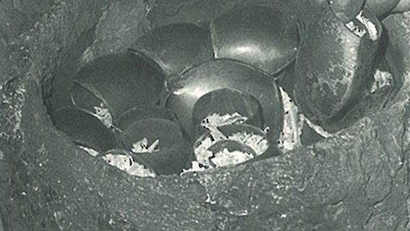 Vermessingen als Korrosionsschutz 2