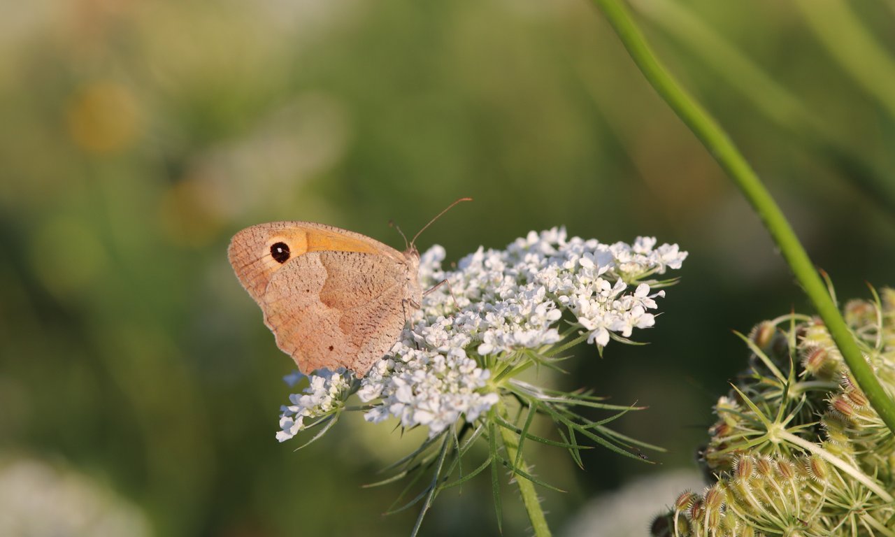 Bunter Schmetterling auf einer weißen Blume