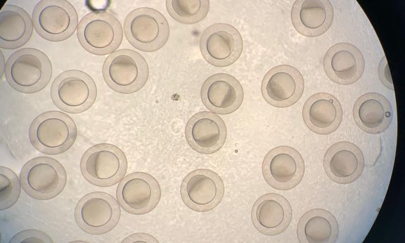 Zebrafisch Embryos