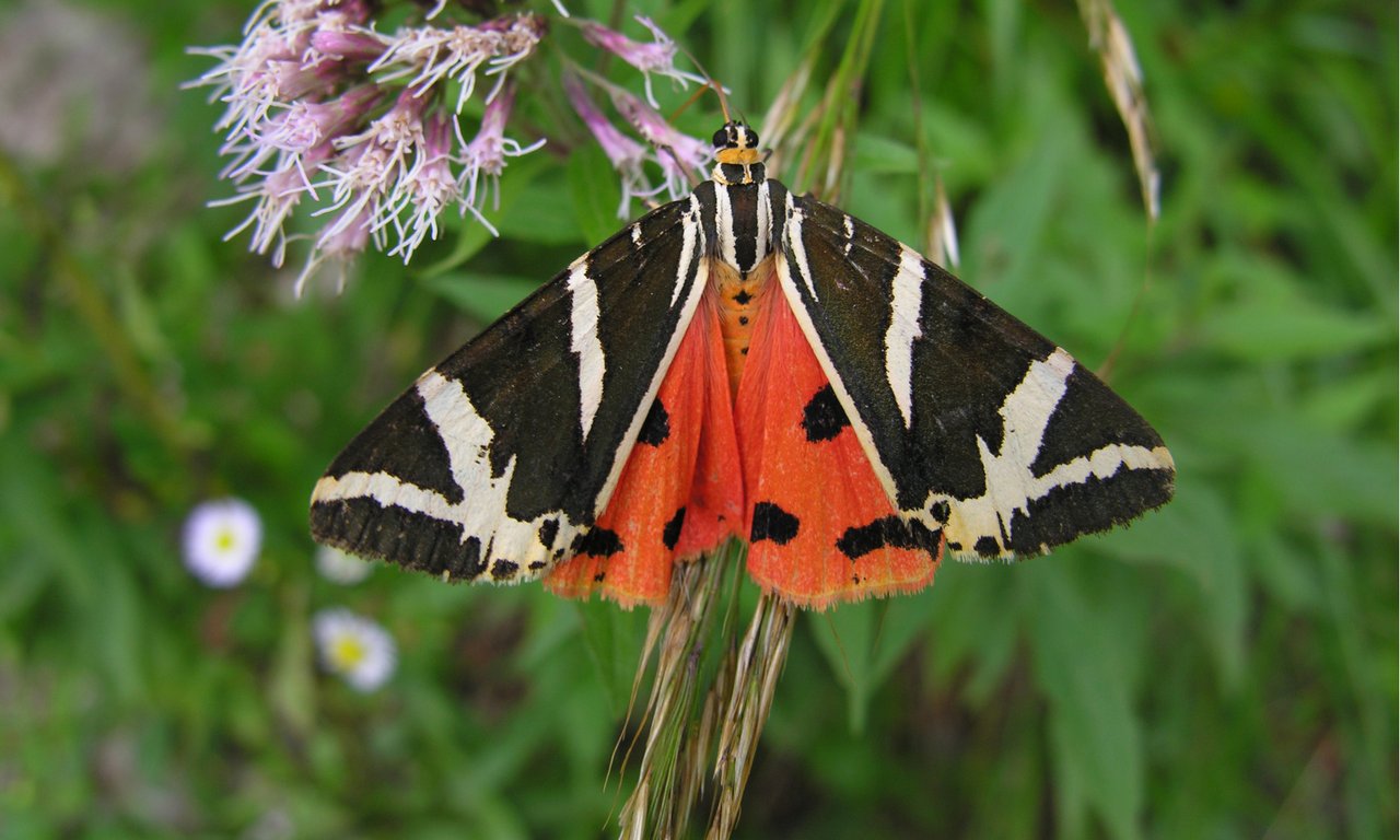 Schmetterling Spanische Flagge