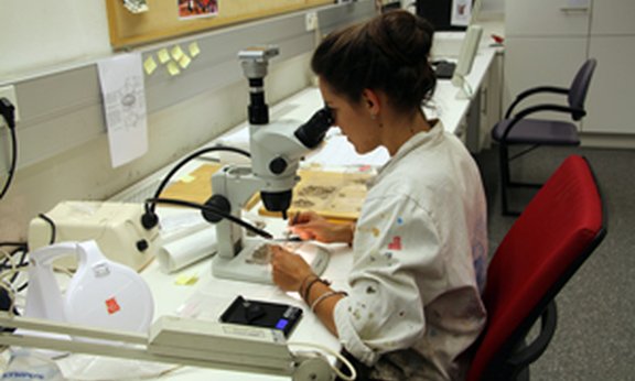 Mitarbeiterin am Mikroskop