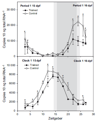 Der Einfluß von Training auf die Tagesrhythmik der period1 und clock1 mRNA expression in 15 Tage alten Zebrafischlarven.